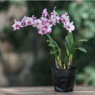 带花苞泼墨石斛盆栽秋石斛日本白泼墨石斛兰花洋兰办公室绿植包邮