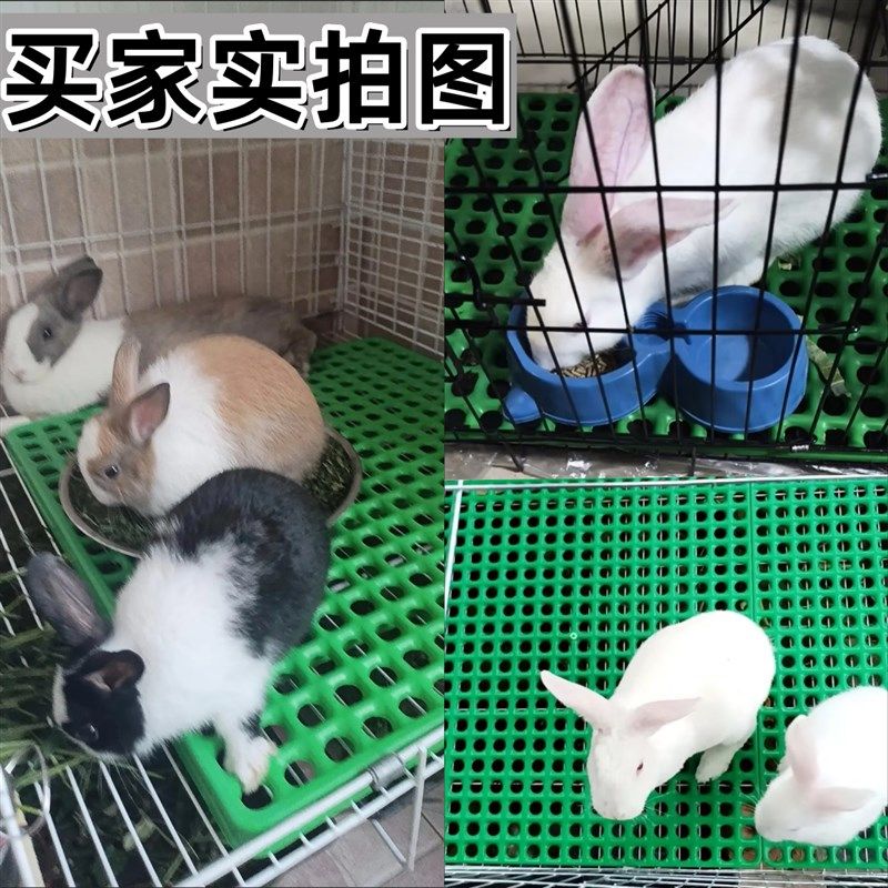 兔笼脚垫漏粪板兔子底板加厚宠物专用圆孔防啃咬兔用垫板塑料脚垫,宠物/宠物食品及用品,兔兔脚垫,淘宝优惠券,粉丝福利购,淘宝优惠卷
