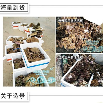 海缸成品造景石 奶嘴窝 葵巢 死石爪哇石造景 图选 可定制