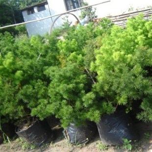 蓬莱松盆栽植物好养办公室盆景绿植室内客厅花卉苗木家庭花卉盆栽