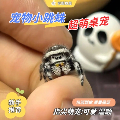 跳蛛宠物佛罗里达跳蛛
