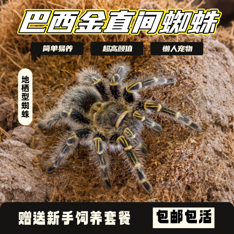 巴西金直间温顺新手宠物蜘蛛