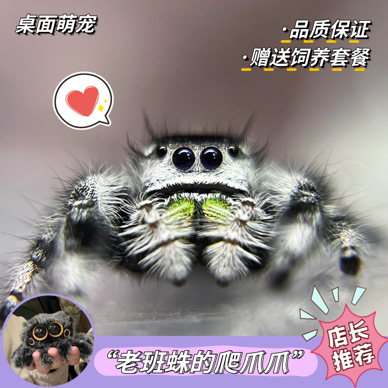 跳蛛迷你宠物灰佛橙佛