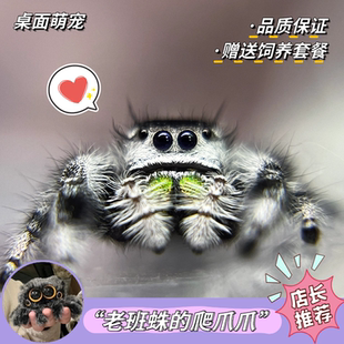 跳蛛宠物佛罗里达跳蛛桌面寝室宿舍迷你宠物卢卡斯老班蛛灰佛橙佛