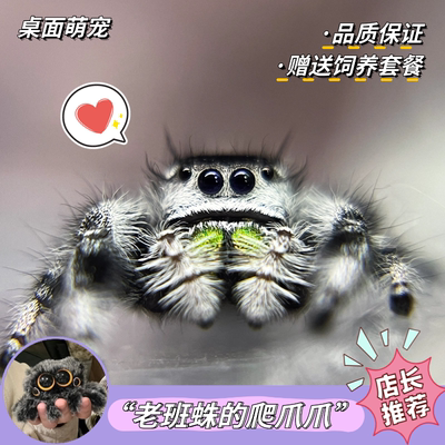跳蛛迷你宠物灰佛橙佛