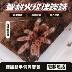 智利火玫瑰蜘蛛宠物地栖类火玫瑰蜘蛛温顺活体新手入门网红宠物