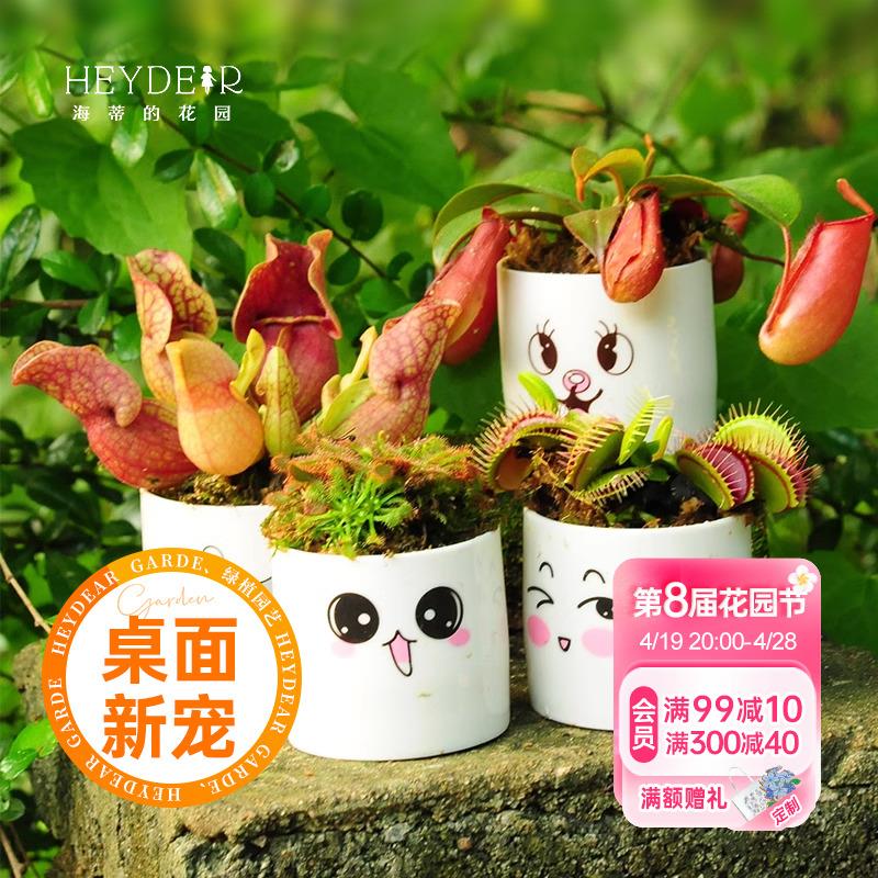 海蒂的花园捕蝇草食虫草捕虫阳台窗台室内办公桌绿植趣味盆栽植物