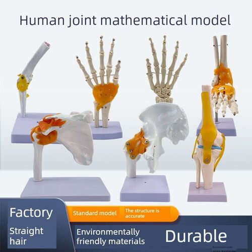 教学彷真人体关节骨骼手肘腕脚踝骨肩膝关节髋骨科附韧Z带医学模