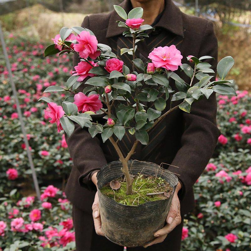 茶梅花苗树小玫红茶梅球带花苞发货山茶花盆栽盆景庭院四季绿植