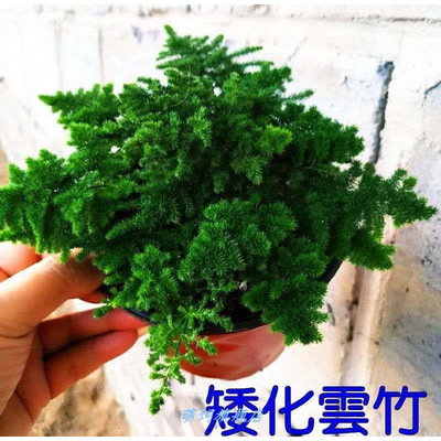唐山矮生云竹文竹云松竹假山盆景办公室内桌面小盆栽好养绿植