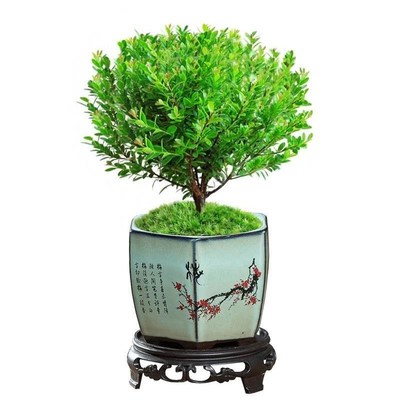 小叶赤楠桩植盆景苗物金丝楠木紫14658檀办公室老内桌面植小绿盆