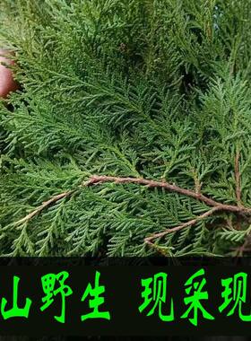 现摘野生新鲜侧柏叶扁柏叶柏树枝叶洗头发养发护法泡酒烟熏腊肉