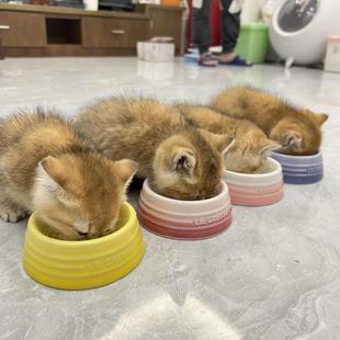 碗小猫狗专用碗口径9cm小型犬通用碗易清洗 幼猫陶瓷宠物碗迷你款