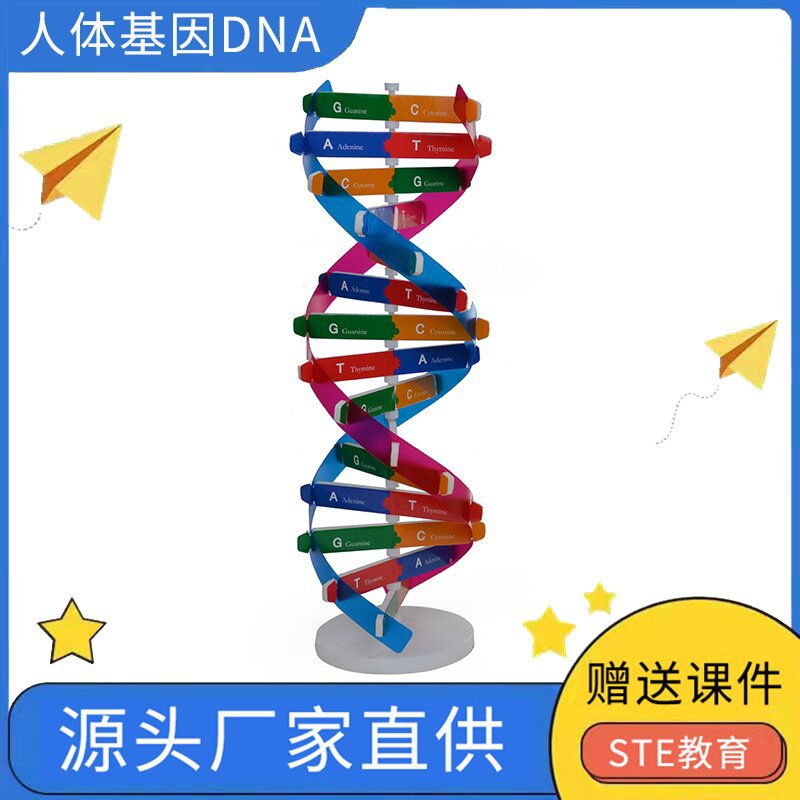人体基因DNA双螺旋模型 科技小制作手工diy 生物科学实验科普