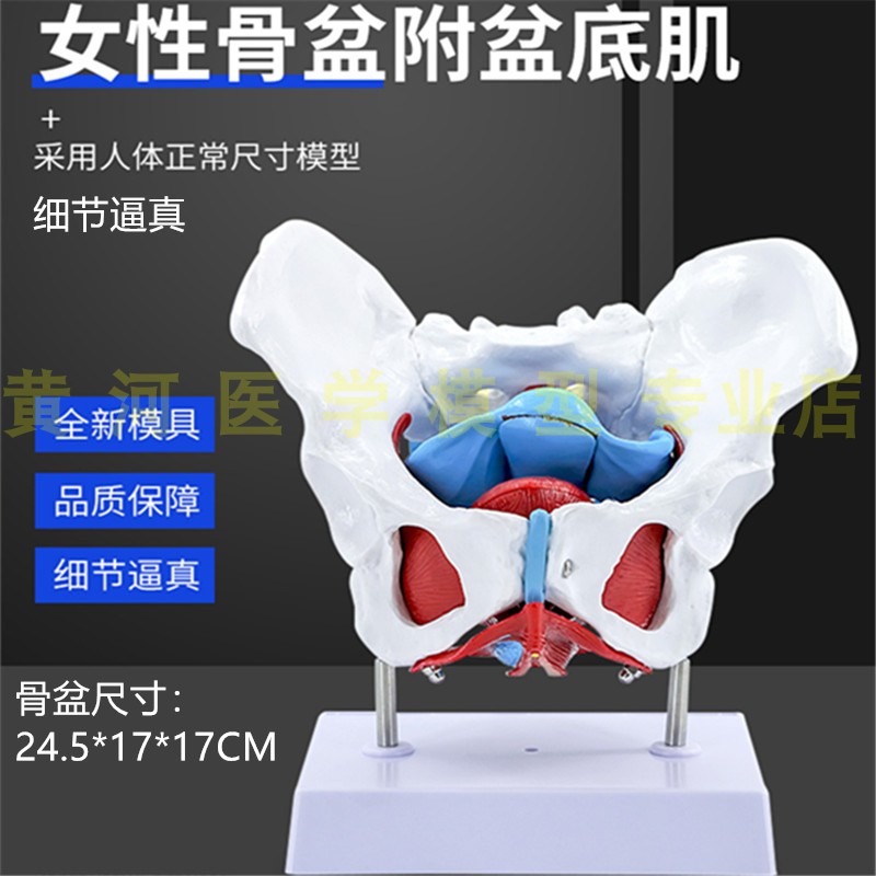 可活动骨a盆 子宫分娩助产教学模型女性骨盆肌肉模型及盆底肌模型