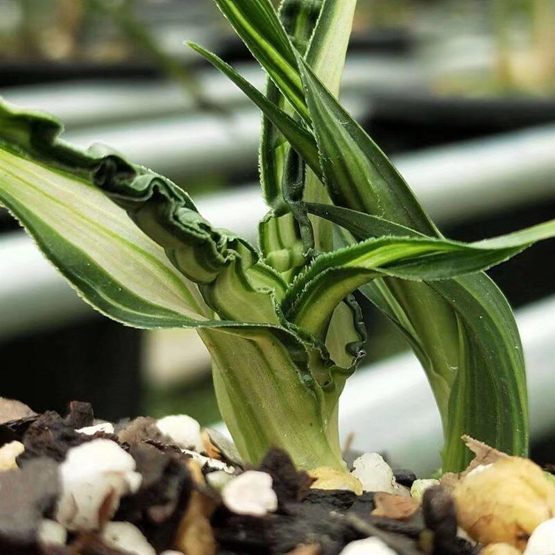 漂亮特叶矮种春剑水晶奇叶Z绿植小盆栽