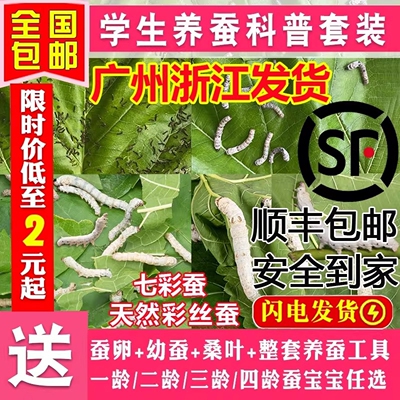 【官方正品】蚕宝宝学生养蚕套装