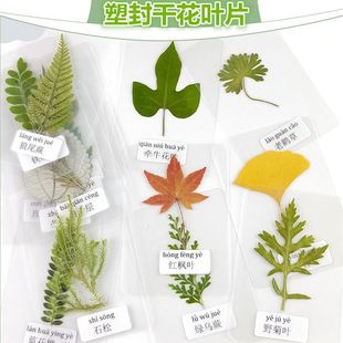 中药标本中草药标本中药材中药药材标本干花压花塑封植物书签教学