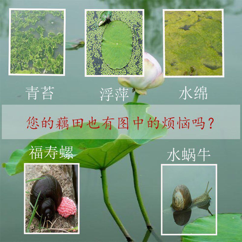 青苔速杀除藻剂莲藕塘水稻田福寿螺清水蜗牛灭浮萍净水产养殖热销