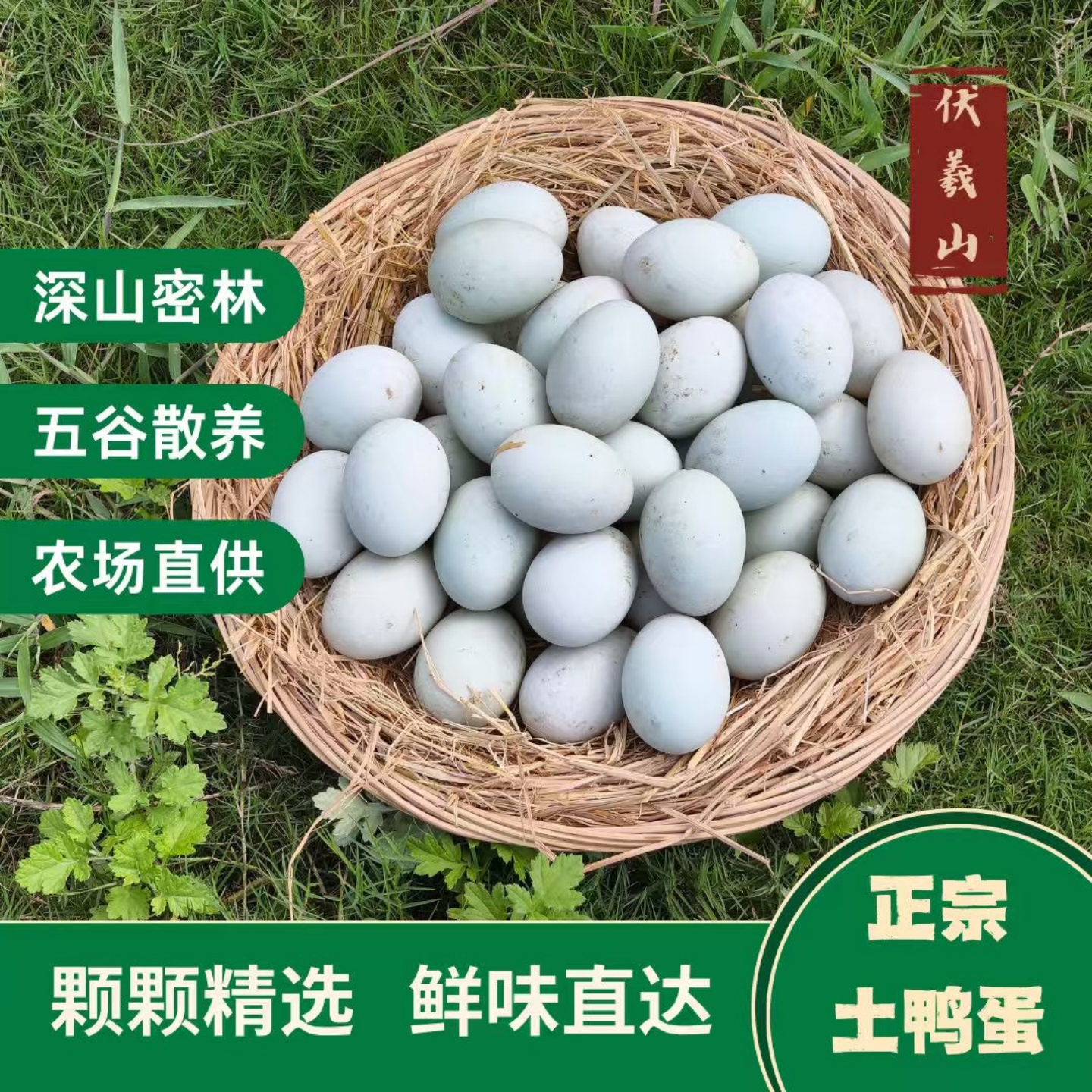 河南鸭蛋农家蛋新鲜鸭蛋青壳绿皮