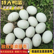特大鸭蛋湖边散养土鸭蛋现捡现发农家青壳蛋新鲜鸭蛋大蛋礼盒包装