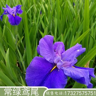 常绿鸢尾水生挺水植物耐寒大苗种球花庭院河道湿地工程绿化净化
