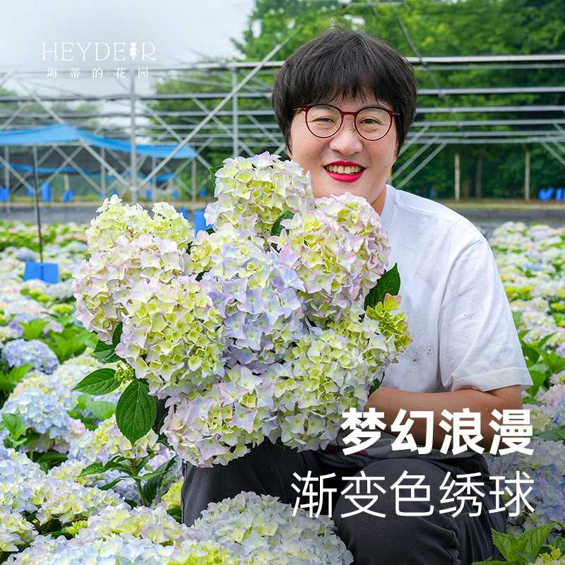 海蒂的花园 姹紫嫣红易调色大花绣球阳台庭院木本花卉植物盆栽苗