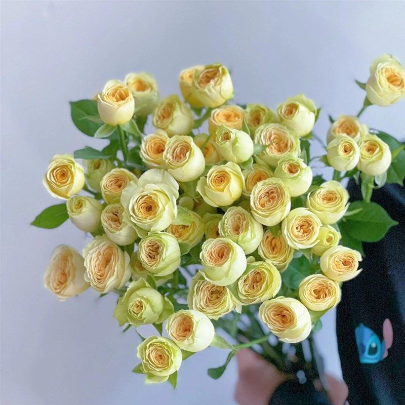 牛油果泡泡新品玫瑰花大苗盆栽月季小花多头群开阳台庭院花卉植物,鲜花速递/花卉仿真/绿植园艺,月季/蔷薇/玫瑰,淘宝优惠券,粉丝福利购,淘宝优惠卷