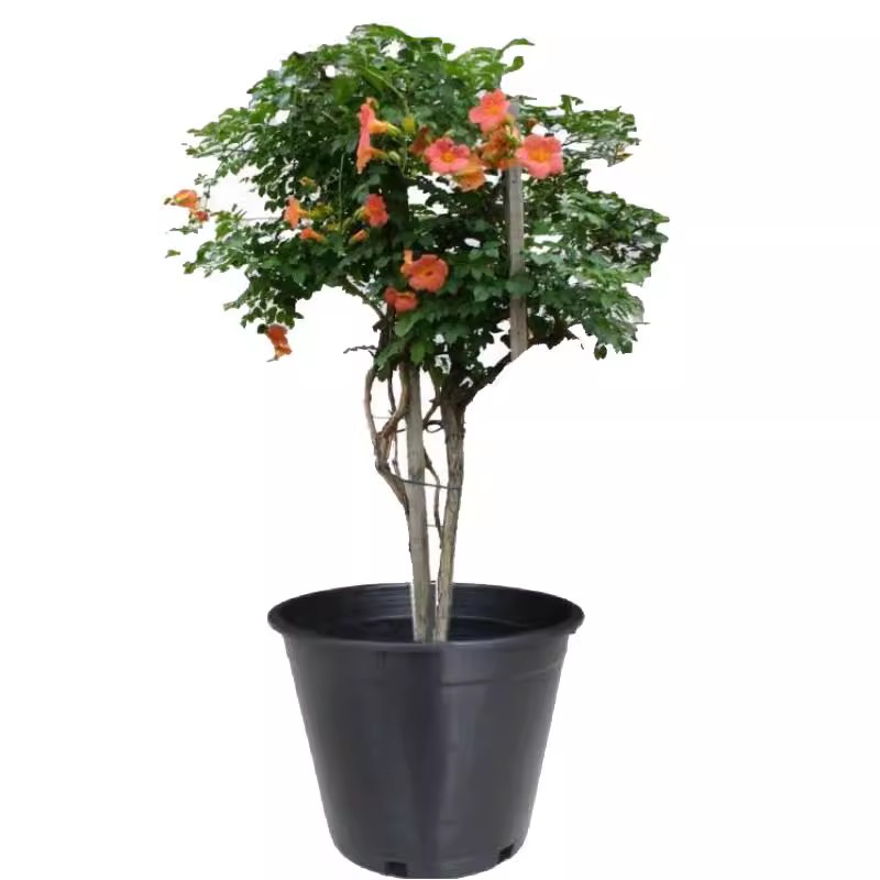 耐寒凌霄花苗爬藤植物四季开花卉大苗好养绿植盆栽庭院阳台炮仗花