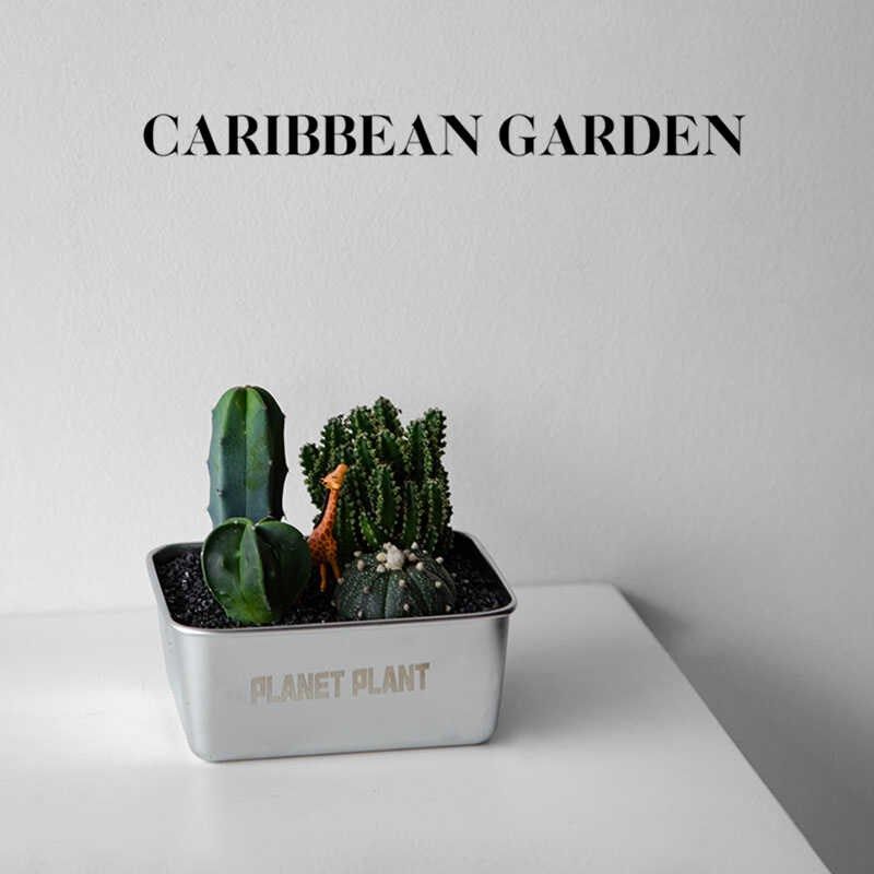 加勒比花园 仙人掌盆栽 办公室桌面多肉植物 室内创意绿植花卉
