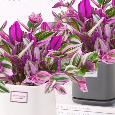去甲醛新房绿植适合客厅摆放的新房乔迁搬家绿植挂墙绿植真花吊兰