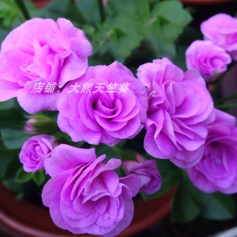 垂吊天竺葵盆栽花卉花苗阳台吊重瓣万岁夏日玫瑰四季带花发货