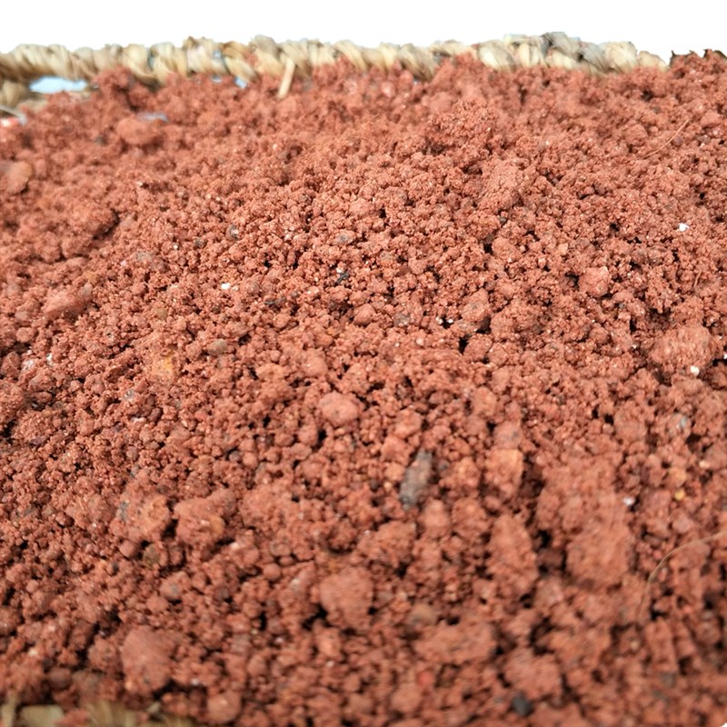 【沙质红土】植土偏酸性红泥土黄土福建龙岩木本植物生根土壤砂性