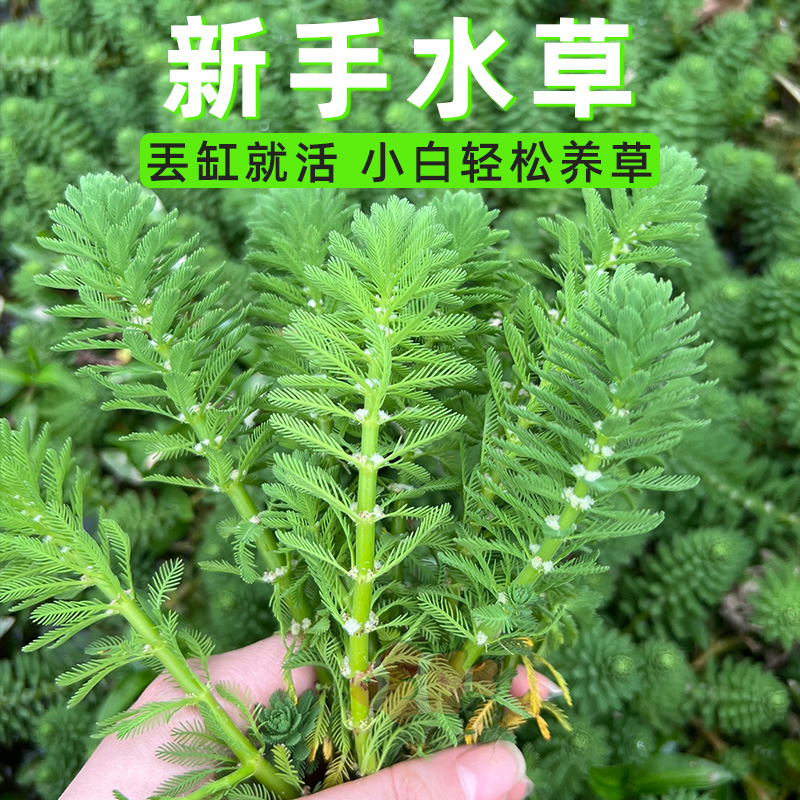 狐尾藻淡水两栖水草净化水质养鱼养乌龟适合造景浮萍红毛丹珊瑚萍