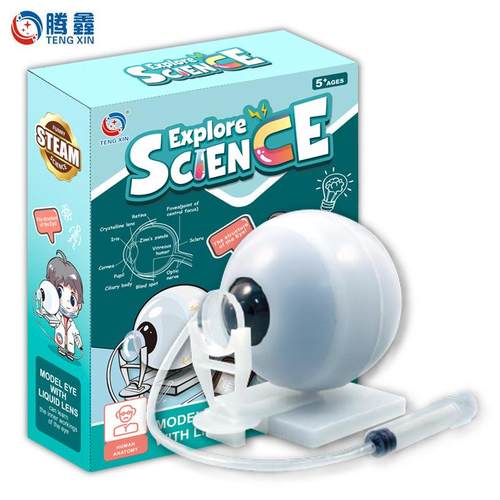 跨境仿真人体眼球模型成