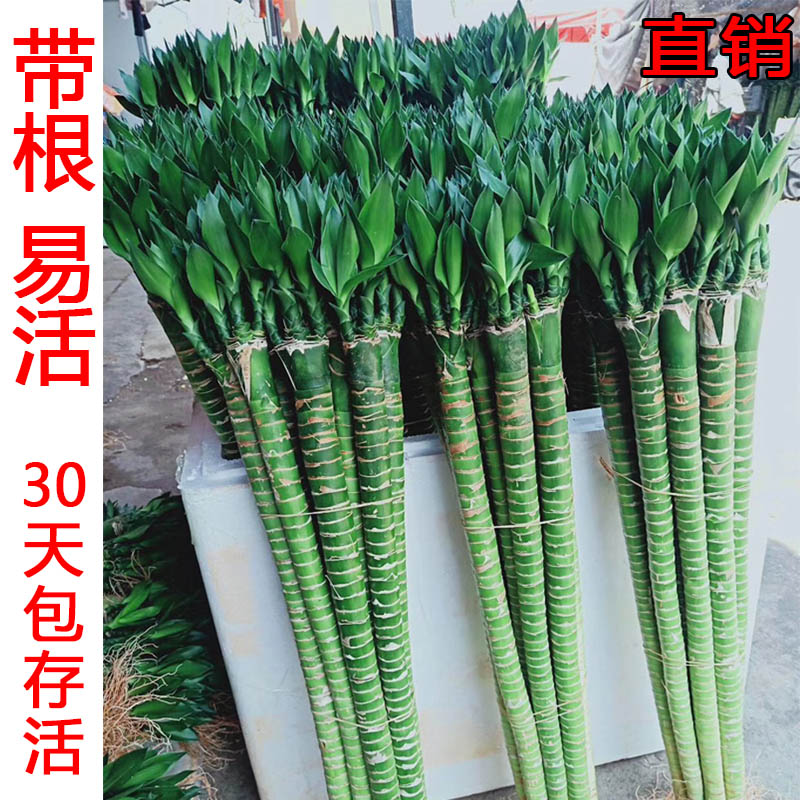 富贵竹室内水培龙竹多头水培植物带根好养文昌竹净化空气客厅美观