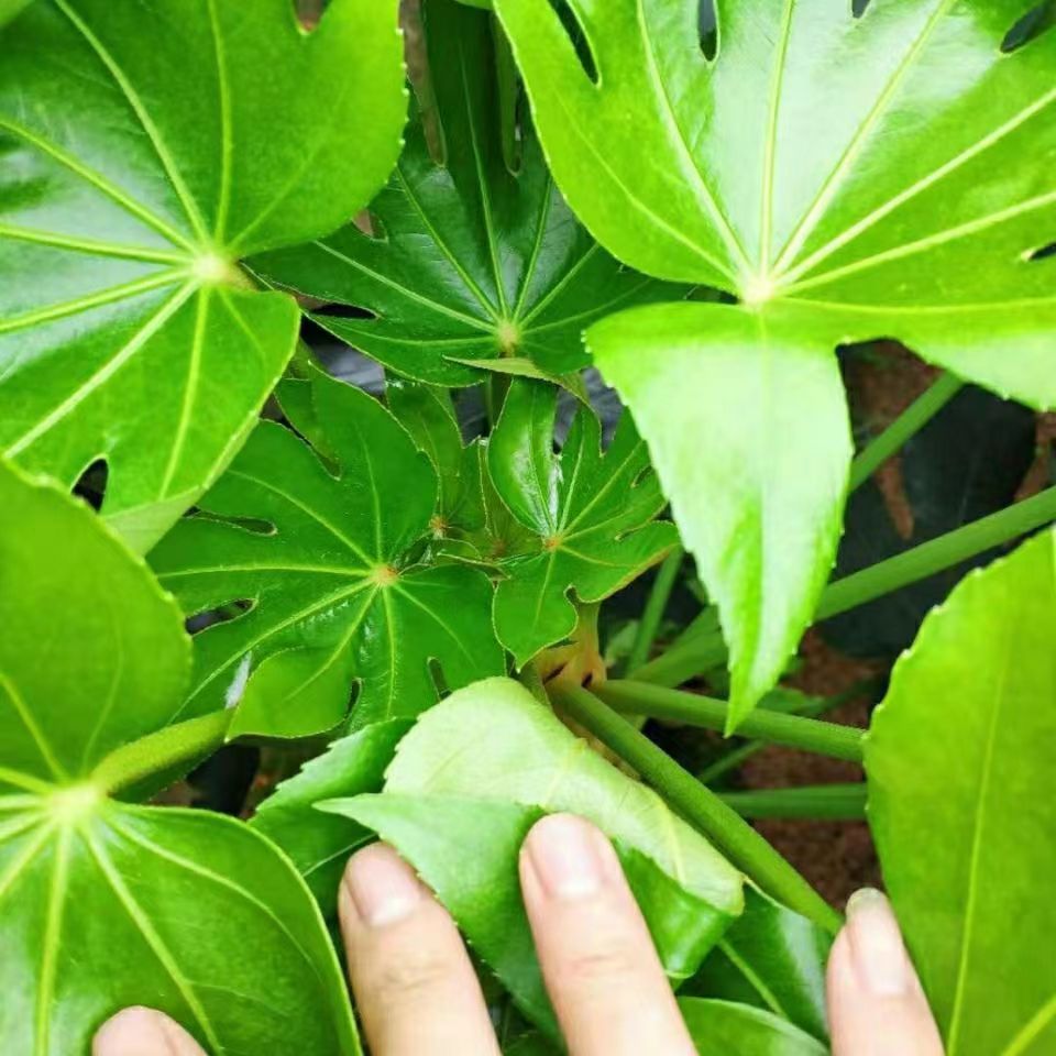 大型别墅庭院八角金盘八方来财绿化四季常青耐阴耐寒盆栽植物花卉