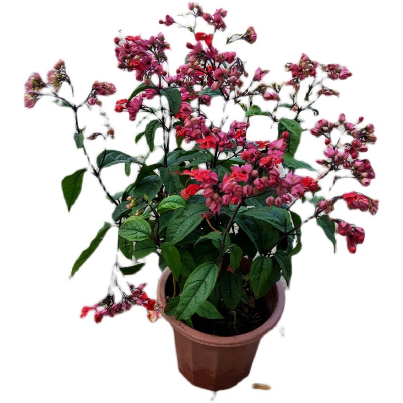 祥瑞花卉新品红花白花龙吐珠盆栽大苗带花多年生木本植物四季花