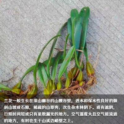 石豆兰雨林缸植物附生兰花喜阴驱蚊趣味室内盆栽热带兰美花卷瓣兰