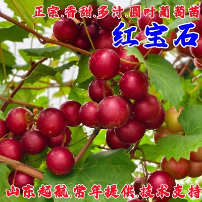 马斯卡丁圆叶红宝石葡萄苗盆栽庭院阳台爬藤美洲葡萄树苗当年结果