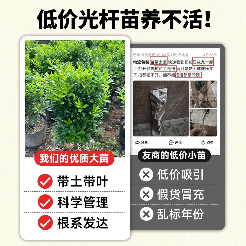 雀舌黄杨树苗黄杨造型树盆景精品小叶皱皮雀舌老桩客厅阳台玄关树