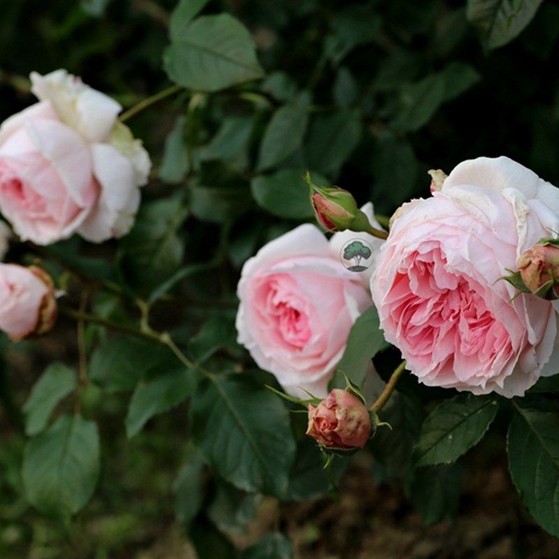 绿园美植  威基伍德 奥斯汀藤本月季粉色抗病庭院花墙拱门爬藤,鲜花速递/花卉仿真/绿植园艺,月季/蔷薇/玫瑰,淘宝优惠券,粉丝福利购,淘宝优惠卷