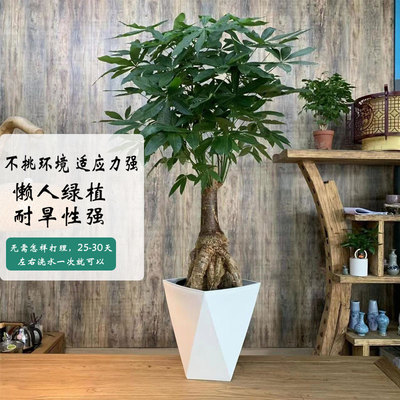 提根老桩发财树招财树办公室客厅好养易活绿植净化空气乔迁送礼佳