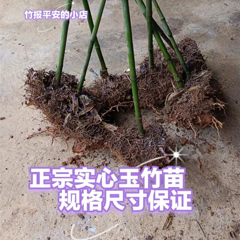 实心竹子苗四季长青竹苗玉竹文玩把手件庭院盆栽实心竹雕刻料老料