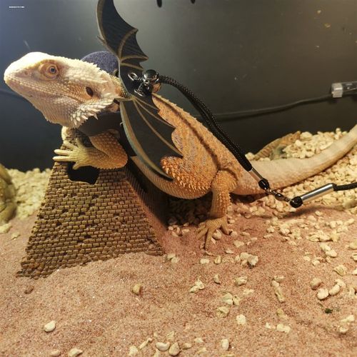 蜥蜴牵引绳鬃狮守宫爬宠外出牵引绳遛守宫绳皮革翅膀宠物绳