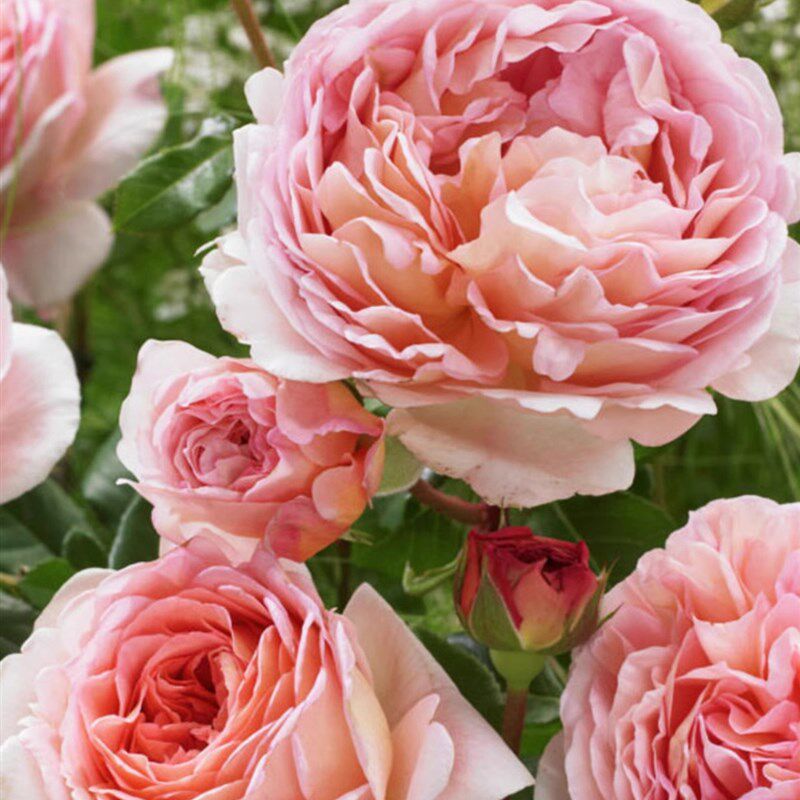 亚伯拉罕达比月季花苗爬藤特大花浓香开花藤本蔷薇四季盆栽玫瑰