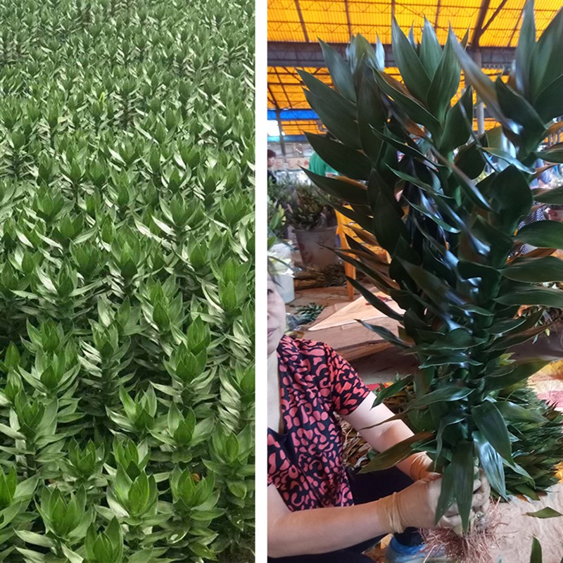 带根观音竹 富贵竹 莲花竹 水培植物 室内客厅绿植土培富贵竹盆栽