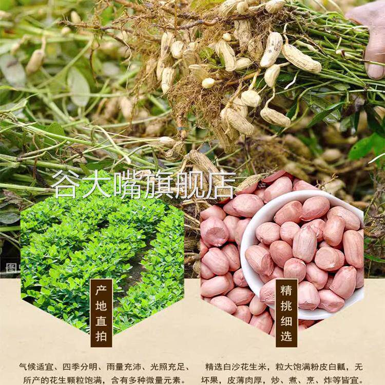 2024年新货10斤花生米生新鲜特级精选生花生白沙花生仁榨油下酒菜