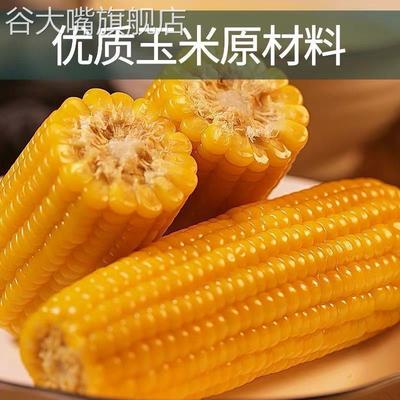 老式玉米棒传统普通玉米低糖有嚼劲老式非转基因代餐黄玉米