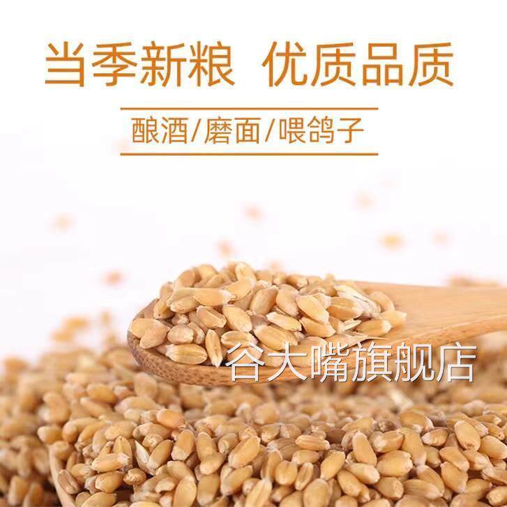东北小麦粒100斤特价去壳带皮麦子50kg喂鸡鸽子20斤酿酒磨面粉5斤